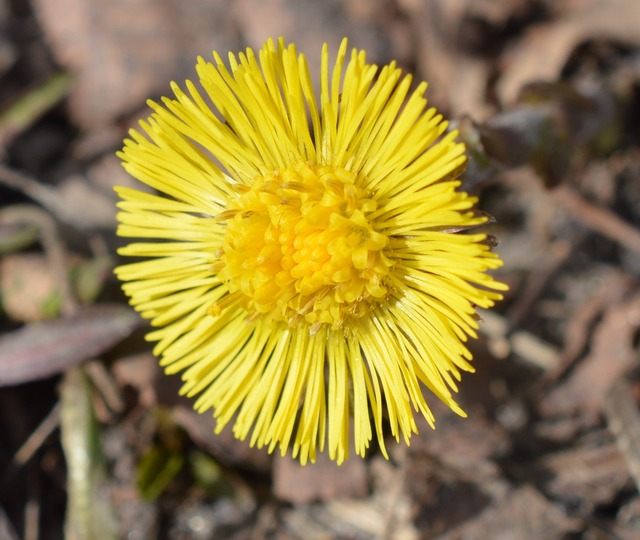 Tussilago